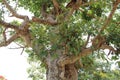 Gular Tree close view Royalty Free Stock Photo