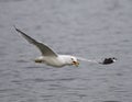 Picture with a gull flying with the opened bick