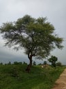 This is the picture of gum arabic tree.
