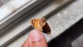picture of a hand holding a dead moth Royalty Free Stock Photo