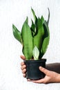 Picture of sansevieria moonshine plant.