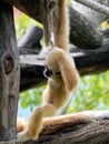 Handed gibbon baby