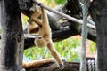 Handed gibbon baby