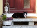 Happy cat sitting on the stairs, PlzeÃË, Czech Republic (EU) Royalty Free Stock Photo