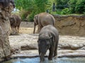 Picture with happy elephant family Royalty Free Stock Photo