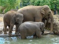 Picture with happy elephant family Royalty Free Stock Photo