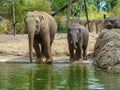 Picture with happy elephant family Royalty Free Stock Photo