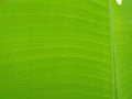 A picture of harmony of banana leaf green lines