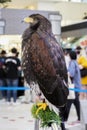 Picture harris hawk They are distinguished by their behavior and have high IQs, Royalty Free Stock Photo