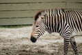 Hartmanns mountain zebra Royalty Free Stock Photo