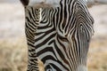 Hartmanns mountain zebra Royalty Free Stock Photo