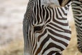 Hartmanns mountain zebra Royalty Free Stock Photo