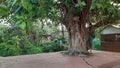 A Priest is worshiping under the Banyan Tree wearing a mask during the lock down period