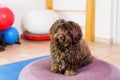 Havanese stands on a training device in an physiotherapy office Royalty Free Stock Photo