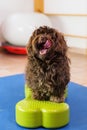 Havanese stands on a training device in an physiotherapy office Royalty Free Stock Photo