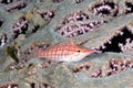 A picture of an hawkfish