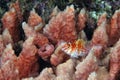 A picture of an hawkfish