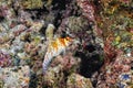 A picture of an hawkfish