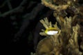 A picture of an hawkfish