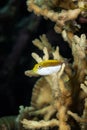 A picture of an hawkfish