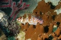 A picture of an hawkfish Royalty Free Stock Photo