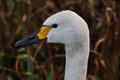 A picture of the head of a Bewick Swan