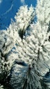 Frost on pine