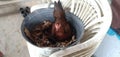 A hen is incubating eggs in a bucket. keep the little chickens around