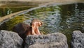 Picture of hippopotamus was opening its mouth in rocky pool in front.