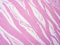 picture of histology human tissue with microscope from laboratory (not Illustration Designation)