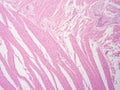 picture of histology human tissue with microscope from laboratory (not Illustration Designation)