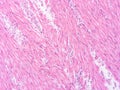 picture of histology human tissue with microscope from laboratory (not Illustration Designation) Royalty Free Stock Photo