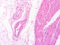 picture of histology human tissue with microscope from laboratory (not Illustration Designation) Royalty Free Stock Photo