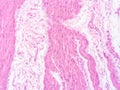 picture of histology human tissue with microscope from laboratory (not Illustration Designation) Royalty Free Stock Photo