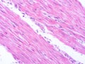 picture of histology human tissue with microscope from laboratory (not Illustration Designation) Royalty Free Stock Photo