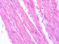 picture of histology human tissue with microscope from laboratory (not Illustration Designation) Royalty Free Stock Photo