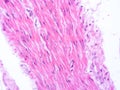 picture of histology human tissue with microscope from laboratory (not Illustration Designation)