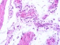 picture of histology human tissue with microscope from laboratory (not Illustration Designation) Royalty Free Stock Photo