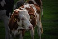 Selective blur on a portrait of the head of a Holstein frisian cow, a young calf, a veal, with its typical brown and white fur.