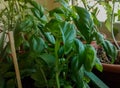 green basil and various herb plants in pots, near sunny window