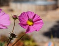 A bee in the bloom Royalty Free Stock Photo