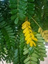 This is the picture honey locust leaf. Royalty Free Stock Photo