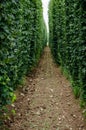 Hops field Royalty Free Stock Photo