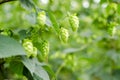 Hops field Royalty Free Stock Photo