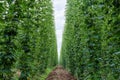 Hops field Royalty Free Stock Photo