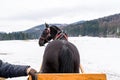 Picture from a horse carriage, horse view from behind, in the background, snow and mountains.