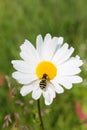 Picture of hoverfly sitting on oxeye daisy herb Royalty Free Stock Photo