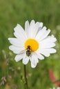 Picture of hoverfly sitting on oxeye daisy herb Royalty Free Stock Photo