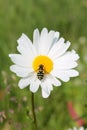 Picture of hoverfly sitting on oxeye daisy herb Royalty Free Stock Photo