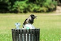 A picture of a hungry crow eating garbage